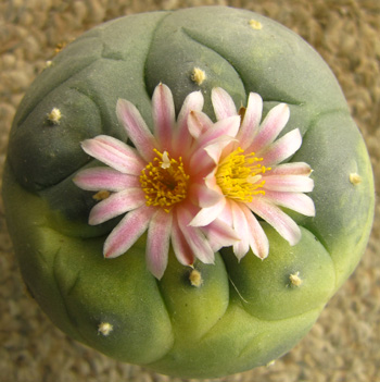 Lophophora Williamsii variegated a